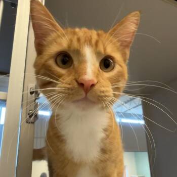 Loki -  Domestic Short Hair Cat for Adoption in Cedar Rapids, Iowa - Loki | PetCurious
