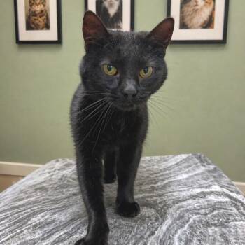 Domestic Short Hair Cats Available for Adoption in Hemet, California - Fudge | PetCurious