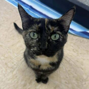 Domestic Short Hair Cats Available for Adoption in Rushville, Illinois - Shelly | PetCurious