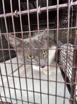 Domestic Short Hair Cats Available for Adoption in Doral, Florida - NANCY | PetCurious