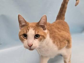 Tali -  Domestic Short Hair Cat for Adoption in Minneapolis, Minnesota - Tali | PetCurious