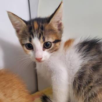 Salem -  Domestic Medium Hair Cat for Adoption in Lake Jackson, Texas - Salem | PetCurious