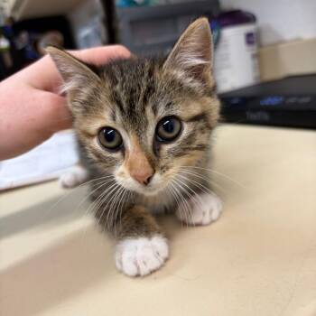 Domestic Medium Hair Cats Available for Adoption in Ardmore, Oklahoma - Flower | PetCurious
