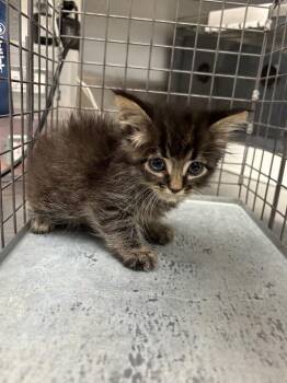 REYES -  Domestic Long Hair Cat for Adoption in Las Vegas, Nevada - REYES | PetCurious