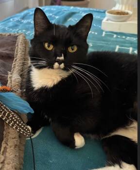 Domestic Short Hair Cats Available for Adoption in Long Beach, New York - Becky With The Good Fur | PetCurious