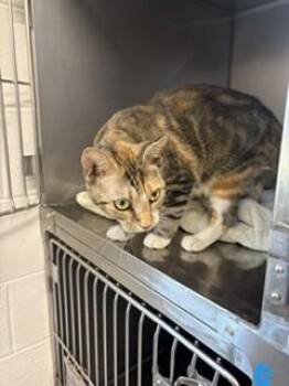 Angie -  Domestic Short Hair Cat for Adoption in Providence Forge, Virginia - Angie | PetCurious