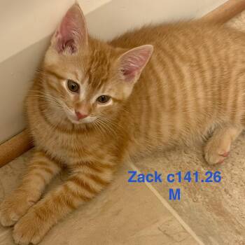 Foster Zack -  Domestic Short Hair and Tiger Cat for Adoption in Batavia, New York - Foster Zack | PetCurious
