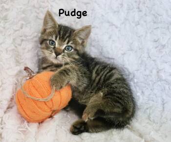 Pudge -  Tabby Cat for Adoption in St. Augustine, Florida - Pudge | PetCurious