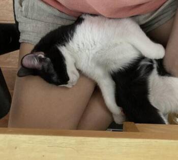Baby Oreos -  Domestic Short Hair Cat for Adoption in Tampa, Florida - Baby Oreos | PetCurious