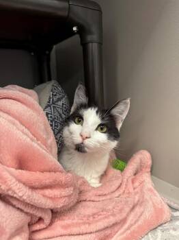Domestic Short Hair Cats Available for Adoption in Kalamazoo, Michigan - AHSOKA | PetCurious