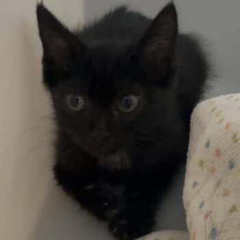 Condor -  Domestic Short Hair Cat for Adoption in Columbus, Georgia - Condor | PetCurious