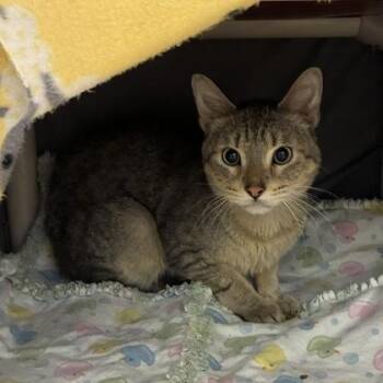 Polenta -  Domestic Short Hair Cat for Adoption in Wheaton, Illinois - Polenta | PetCurious