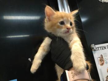 A1919359 -  Domestic Short Hair Cat for Adoption in Thousand Palms, California - A1919359 | PetCurious