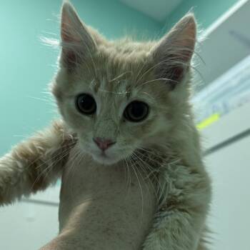 Parker -  Domestic Long Hair Cat for Adoption in Marion, Virginia - Parker | PetCurious