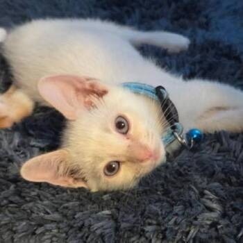 Jasper -  Domestic Short Hair Cat for Adoption in Colorado Springs, Colorado - Jasper | PetCurious