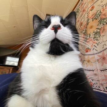 Rescue American Shorthair Cats for Adoption in Lynchburg, Virginia - Jasper | PetCurious