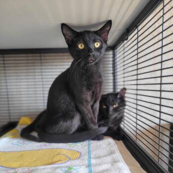 Domestic Short Hair Cats Available for Adoption - Tarantino | PetCurious
