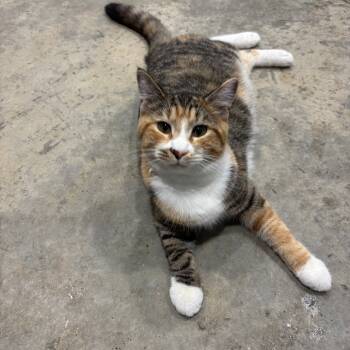 Rescue Domestic Short Hair Cats for Adoption in Enfield, New Hampshire - Oink | PetCurious