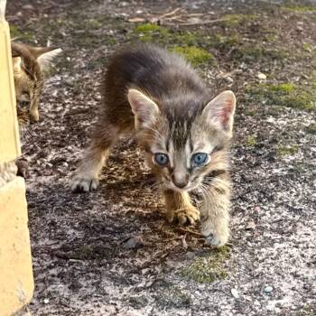 Oz -  Tabby and Domestic Short Hair Cat for Adoption in Humble, Texas - Oz | PetCurious