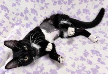 Minerva -  Domestic Short Hair Cat for Adoption in Oviedo, Florida - Minerva | PetCurious