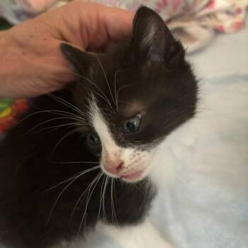 Simon -  Domestic Short Hair Cat for Adoption in Nashville, Tennessee - Simon | PetCurious