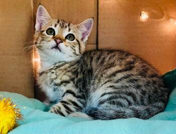 Domestic Short Hair Cats Available for Adoption in Muskego, Wisconsin - Elizabeth - Playful Kitten Fun | PetCurious