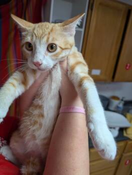 Rescue Domestic Short Hair Cats for Adoption in Leander, Texas - Kyro | PetCurious