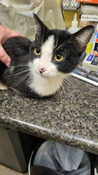 Chasper (NEUTER) -  Domestic Short Hair Cat for Adoption in Crossville, Tennessee - Chasper (NEUTER) | PetCurious