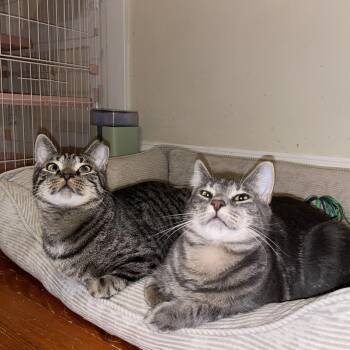 American Shorthair Cats Available for Adoption - Bonded Brothers - Howl & Mitch | PetCurious