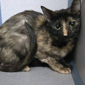 Domestic Short Hair Cats Available for Adoption - Moonshine | PetCurious