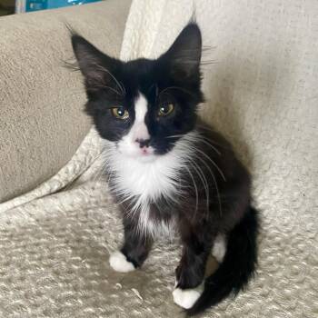 Mercedes -  Domestic Long Hair Cat for Adoption in Pocatello, Idaho - Mercedes | PetCurious