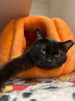 Brindon (boyd) -  Domestic Short Hair Cat for Adoption in Johnson City, Tennessee - Brindon (boyd) | PetCurious