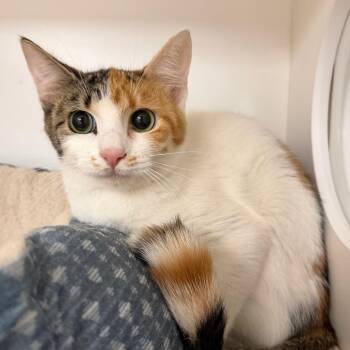 Phillipa -  Domestic Short Hair Cat Available for Adoption in Stillwater, Oklahoma - Phillipa | PetCurious