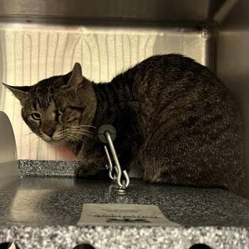 Pizza -  Domestic Short Hair Cat for Adoption in Lufkin, Texas - Pizza | PetCurious
