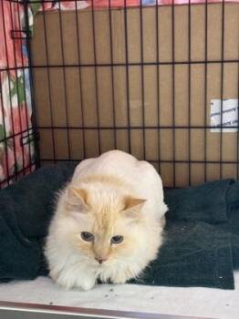Coolidge -  Domestic Long Hair and Domestic Short Hair Cat for Adoption in Lowell, Massachusetts - Coolidge | PetCurious