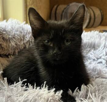 Rescue Domestic Short Hair Cats for Adoption in Raleigh, North Carolina - ORLOK | PetCurious