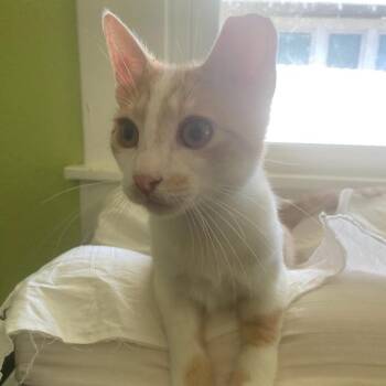 Goldy -  Domestic Short Hair Cat for Adoption in Waco, Texas - Goldy | PetCurious