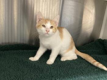 PATROCLUS -  Domestic Short Hair Cat for Adoption in Tustin, California - PATROCLUS | PetCurious