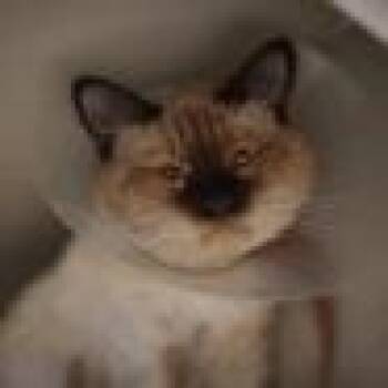 Bubbs -  Domestic Short Hair Cat for Adoption in Las Vegas, Nevada - Bubbs | PetCurious