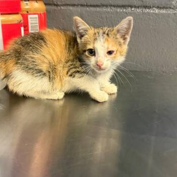 TUSC-Stray-85198 -  Domestic Short Hair Cat for Adoption in Tuscaloosa, Alabama - TUSC-Stray-85198 | PetCurious