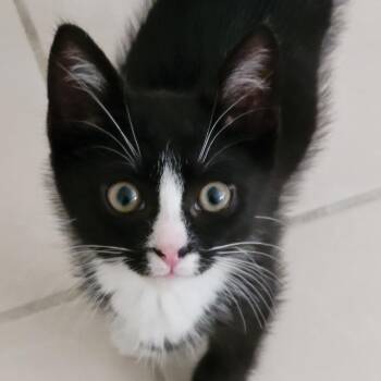Ritz -  Tuxedo and Domestic Short Hair Cat for Adoption in UNIVERSITY PA, Maryland - Ritz | PetCurious