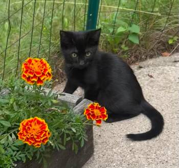 Johnna - sweet and affectionate -  Domestic Medium Hair Cat for Adoption in Muskego, Wisconsin - Johnna - Sweet And Affectionate | PetCurious