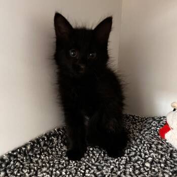 Domestic Medium Hair Cats Available for Adoption - Piglet | PetCurious