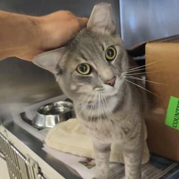Gordo Houston -  Domestic Short Hair Cat Available for Adoption in Denver, Colorado - Gordo Houston | PetCurious