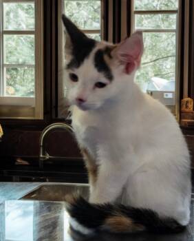 Rescue Domestic Short Hair Cats for Adoption in Jim Thorpe, Pennsylvania - Callie | PetCurious