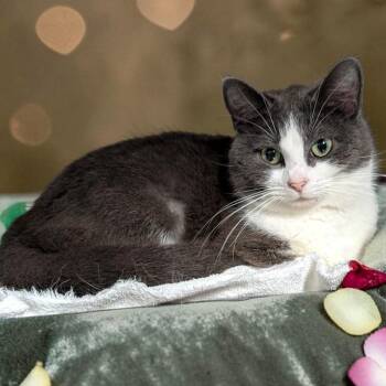 Domestic Short Hair Cats Available for Adoption in Wilmington, Ohio - Kathy | PetCurious