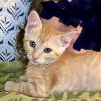 Big Mac 26-05-069 -  Domestic Short Hair Cat for Adoption in Bastrop, Texas - Big Mac 26-05-069 | PetCurious