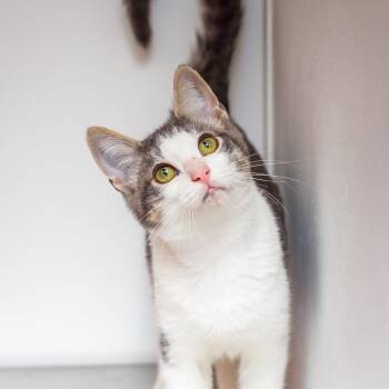 Sullivan -  Domestic Short Hair Cat for Adoption in Hattiesburg, Mississippi - Sullivan | PetCurious