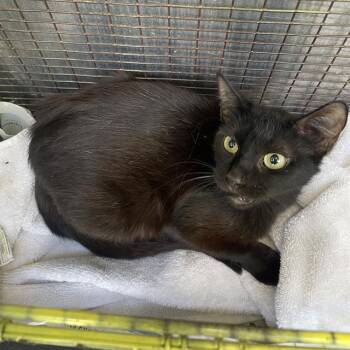 Domestic Short Hair Cats Available for Adoption in San Antonio, Texas - CHARCAL | PetCurious
