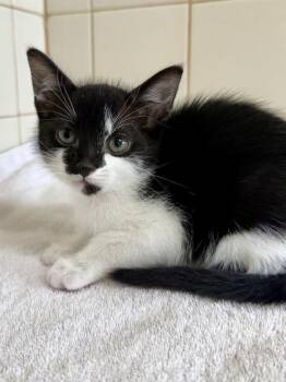 Gerbil -  Domestic Short Hair Cat for Adoption in San Antonio, Texas - Gerbil | PetCurious